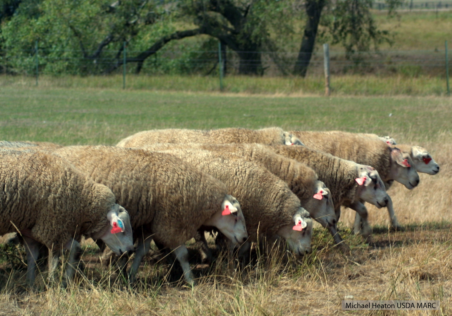 texel genome flock